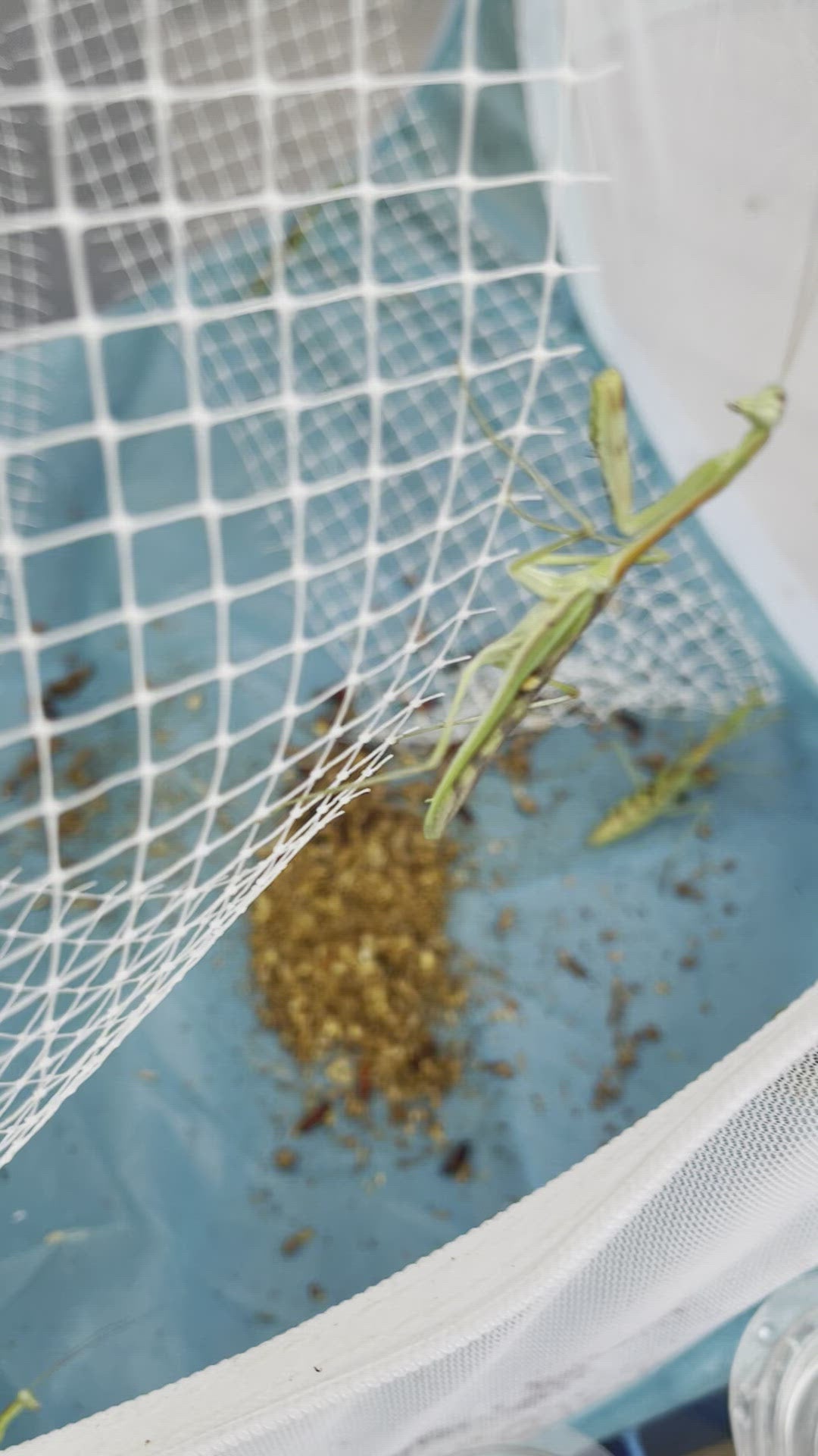 Omomantis zebrata Zebra mantis beautiful!