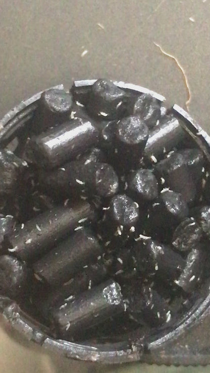 Bolas bioactivas Esferas de desove de colémbolo ¡NUEVO PRODUCTO biobolas!