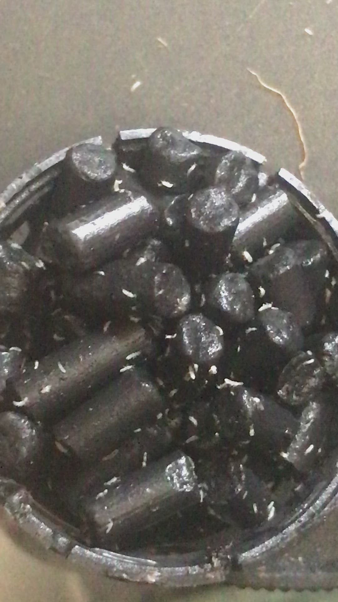 Bolas bioactivas Esferas de desove de colémbolo ¡NUEVO PRODUCTO biobolas!