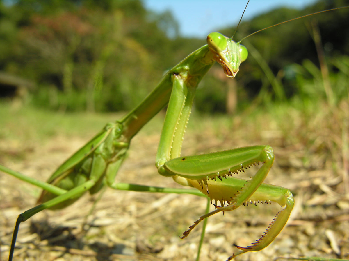 Tenodera angustipennis praying mantis - USMANTIS