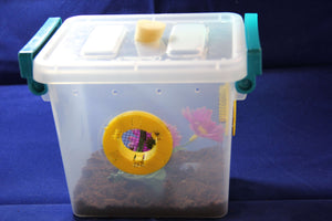 best_insect_habitat_cage_for_praying_mantis._bug_box_clear_locking_lid._bug_house_complete_kit