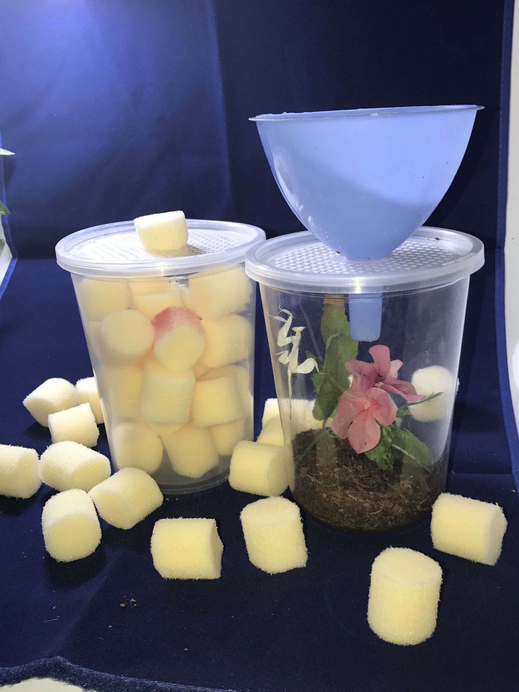 Complete praying mantis habitat Kit with Feeding Port. Mantis keepers