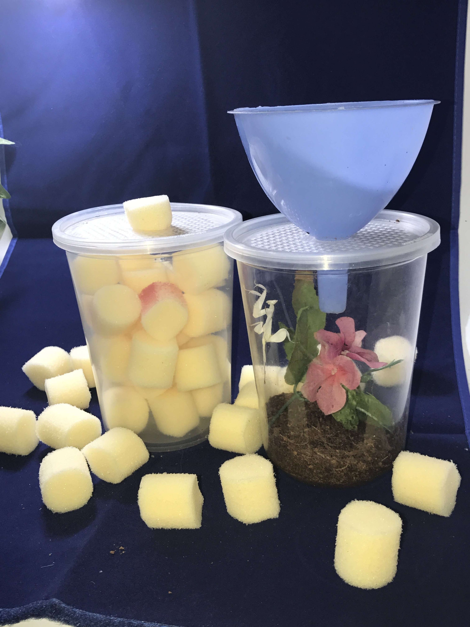 Complete praying mantis habitat Kit with Feeding Port. Mantis keepers ...