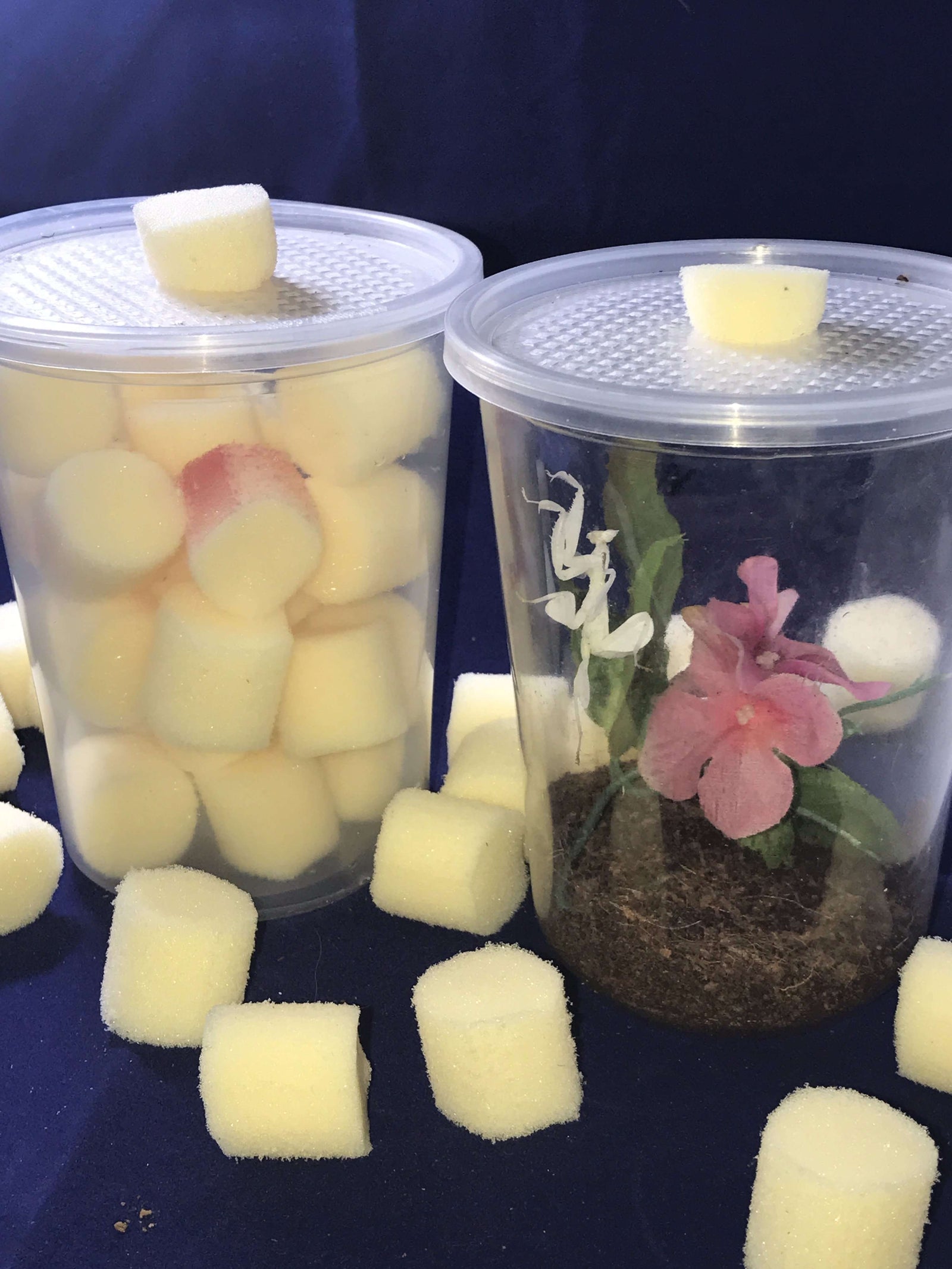 Complete praying mantis habitat Kit with Feeding Port. Mantis keepers