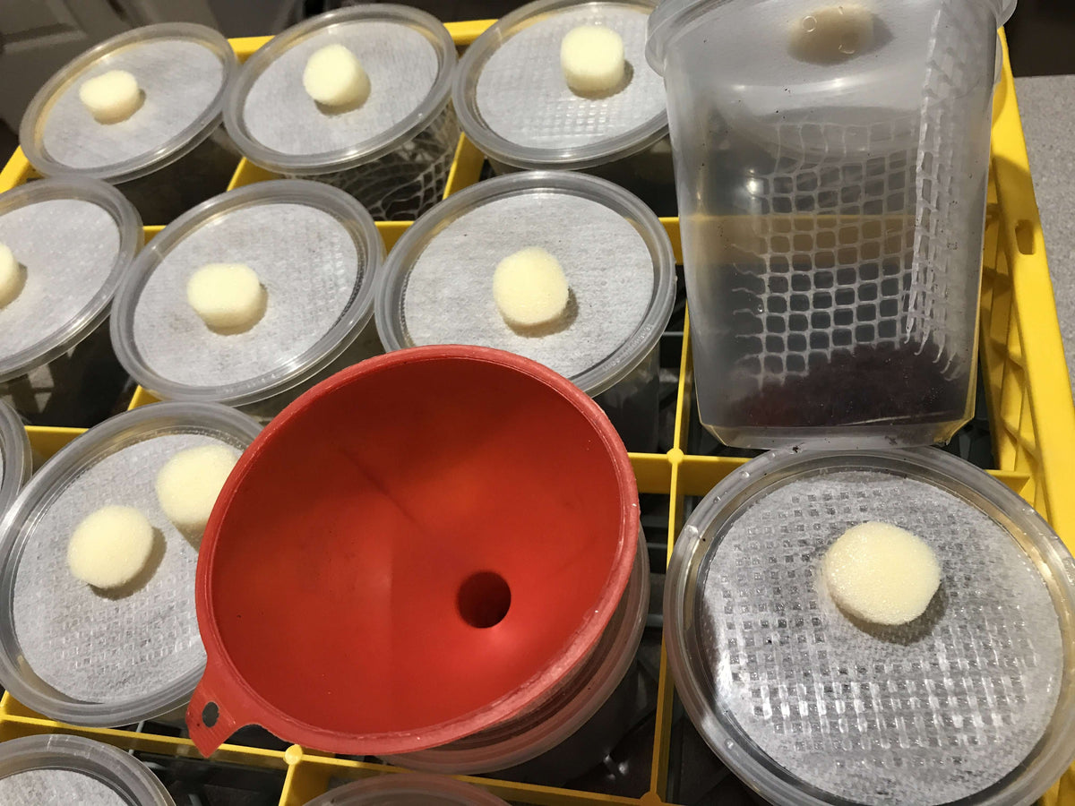 Deli-Cup-feeding 32 ounce cups with vented lids and Plug - USMANTIS