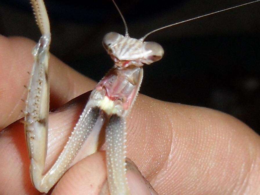 3 pack Chinese Mantis ooth egg Case live - USMANTIS