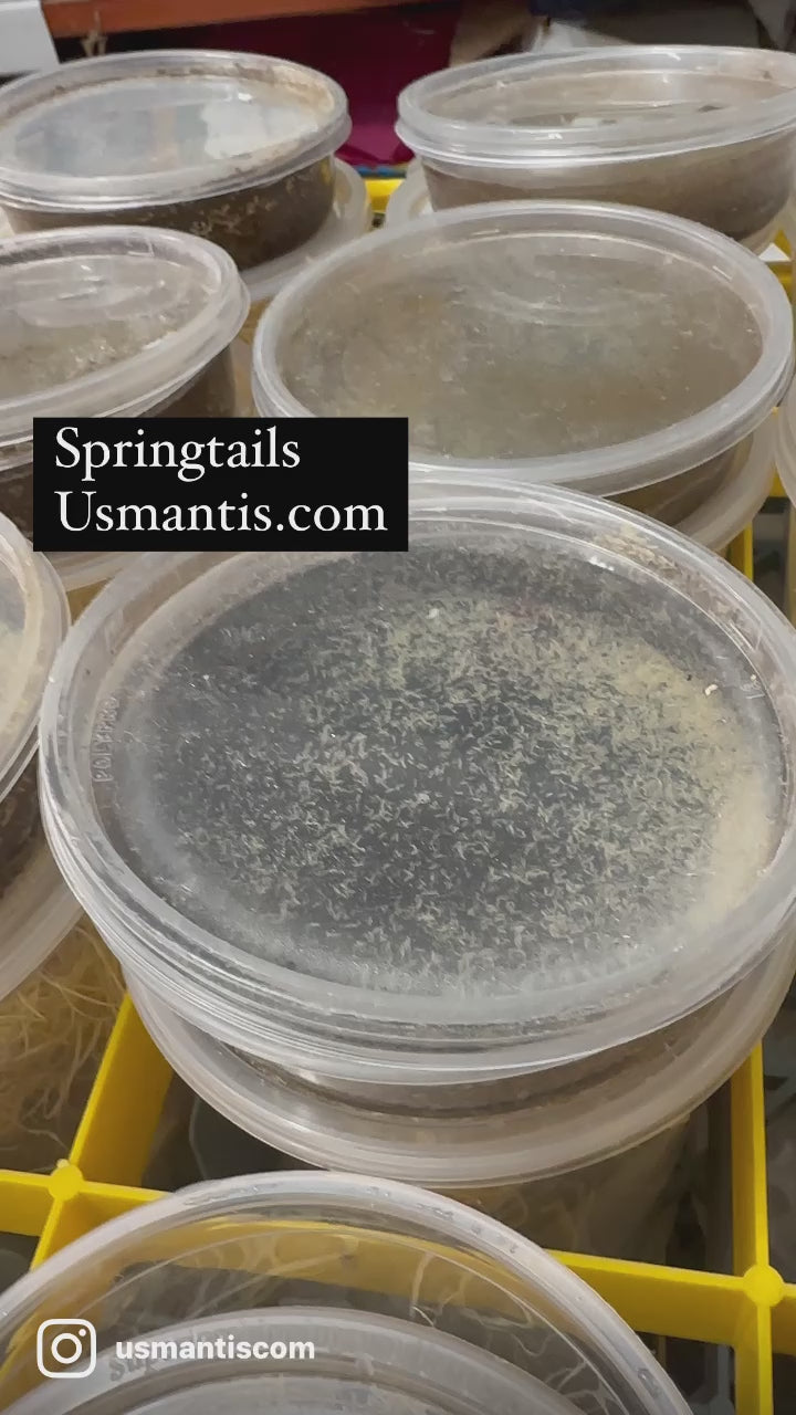 Colémbolos en arcilla Nueva Fórmula. Equipo de limpieza de Springtails templados, sobre arcilla con calcio en vasos delicatessen de 8 oz.