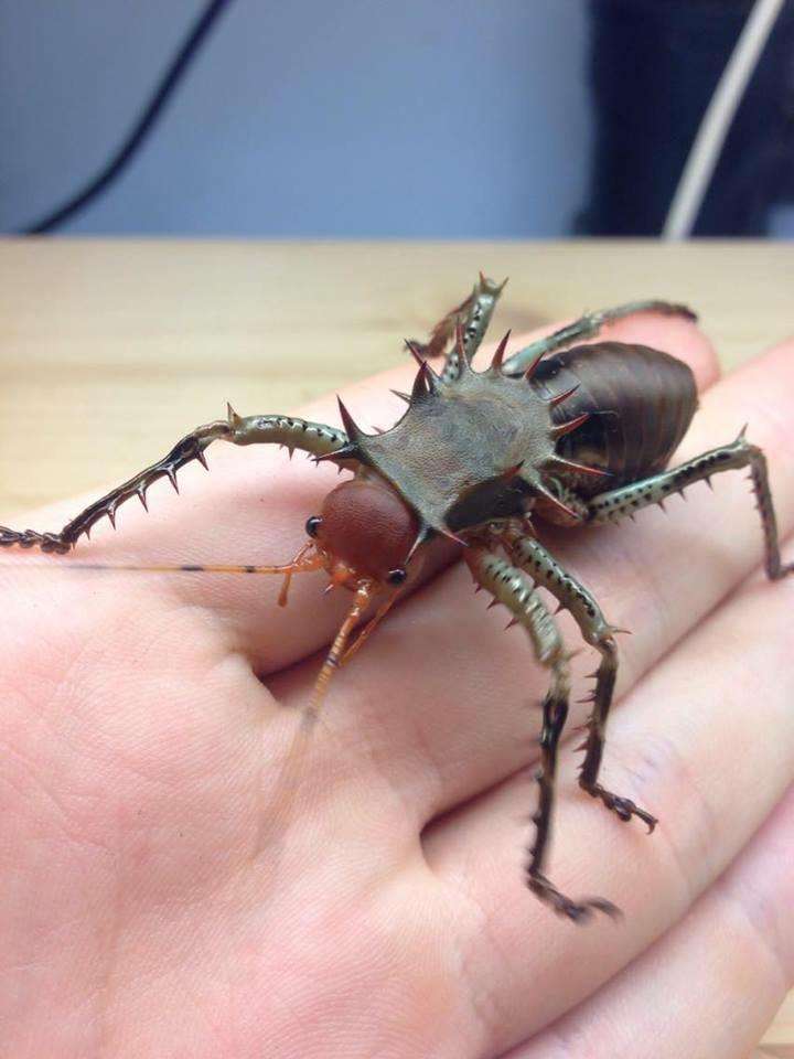 Cosmoderus femoralis Thorny crickets Dragon Heads - USMANTIS