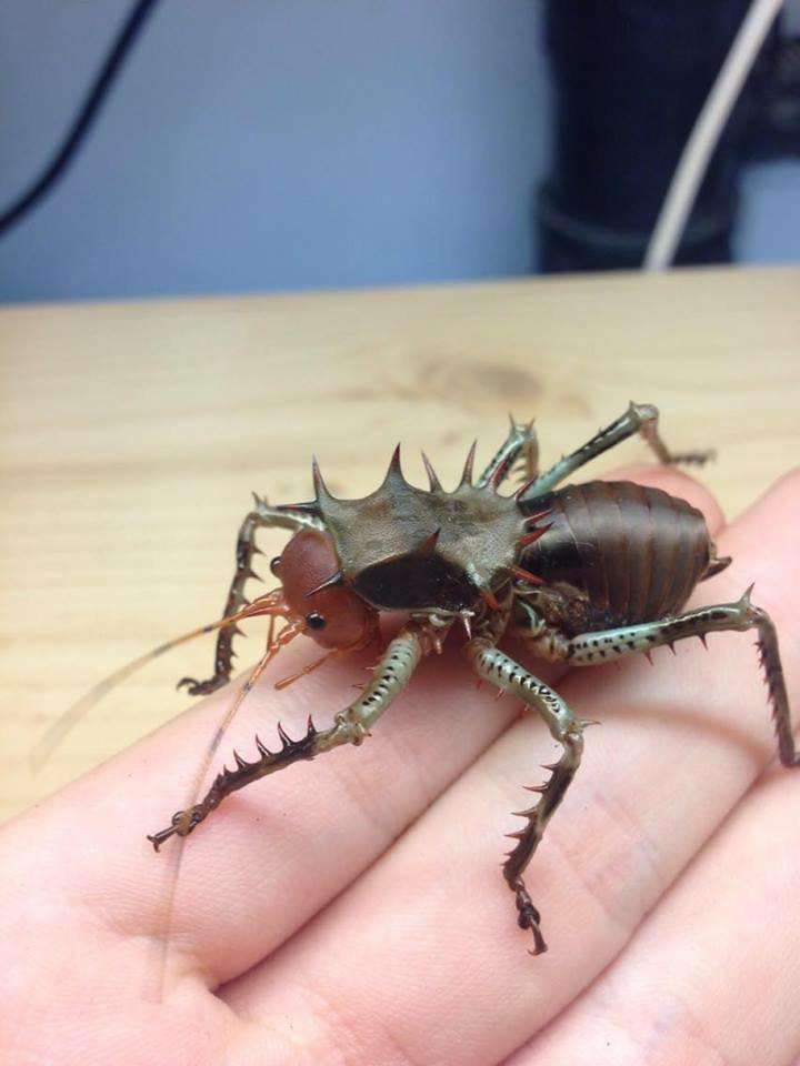 Cosmoderus femoralis Thorny crickets Dragon Heads - USMANTIS