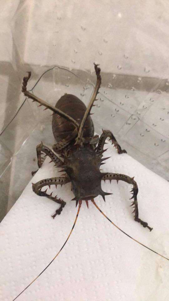 Cosmoderus femoralis Thorny crickets Dragon Heads - USMANTIS