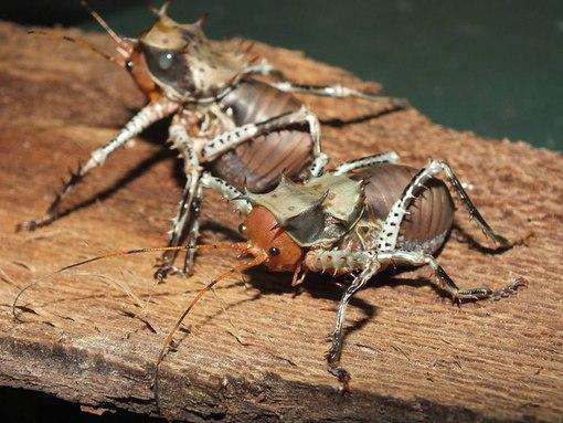 Cosmoderus femoralis Thorny crickets Dragon Heads - USMANTIS
