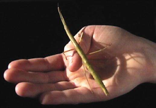 Carausius morosus 'Indian' or 'laboratory' stick insects 6-pack sale - USMANTIS