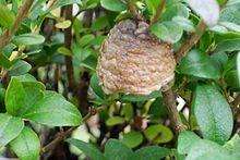 TruBlu Supply Live Chinese Ootheca Praying Mantis Egg Case + Crystal Clear  Hatching Habitat Incubator Kit (Bonsai Tree),Mixed