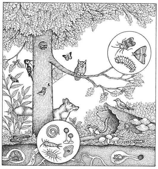 Dwarf Tropical White Isopods - USMANTIS