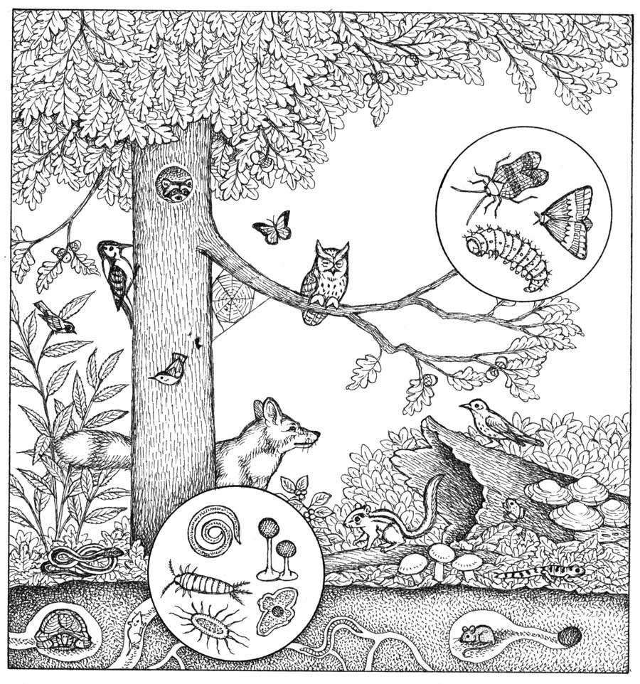 Dwarf Tropical White Isopods - USMANTIS