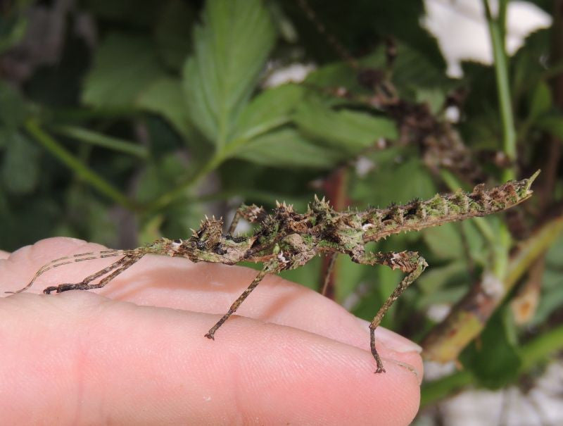 Trachyaretaon sp - Moss Stick Insect - USMANTIS