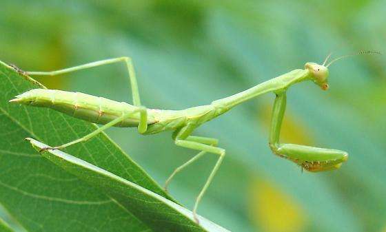 Chinese and and Carolina nymphs live - USMANTIS