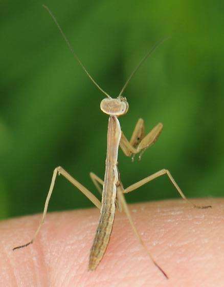 Chinese and and Carolina nymphs live - USMANTIS