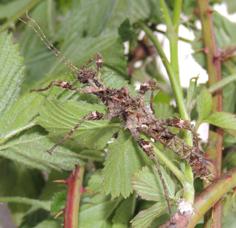 Trachyaretaon sp - Moss Stick Insect - USMANTIS