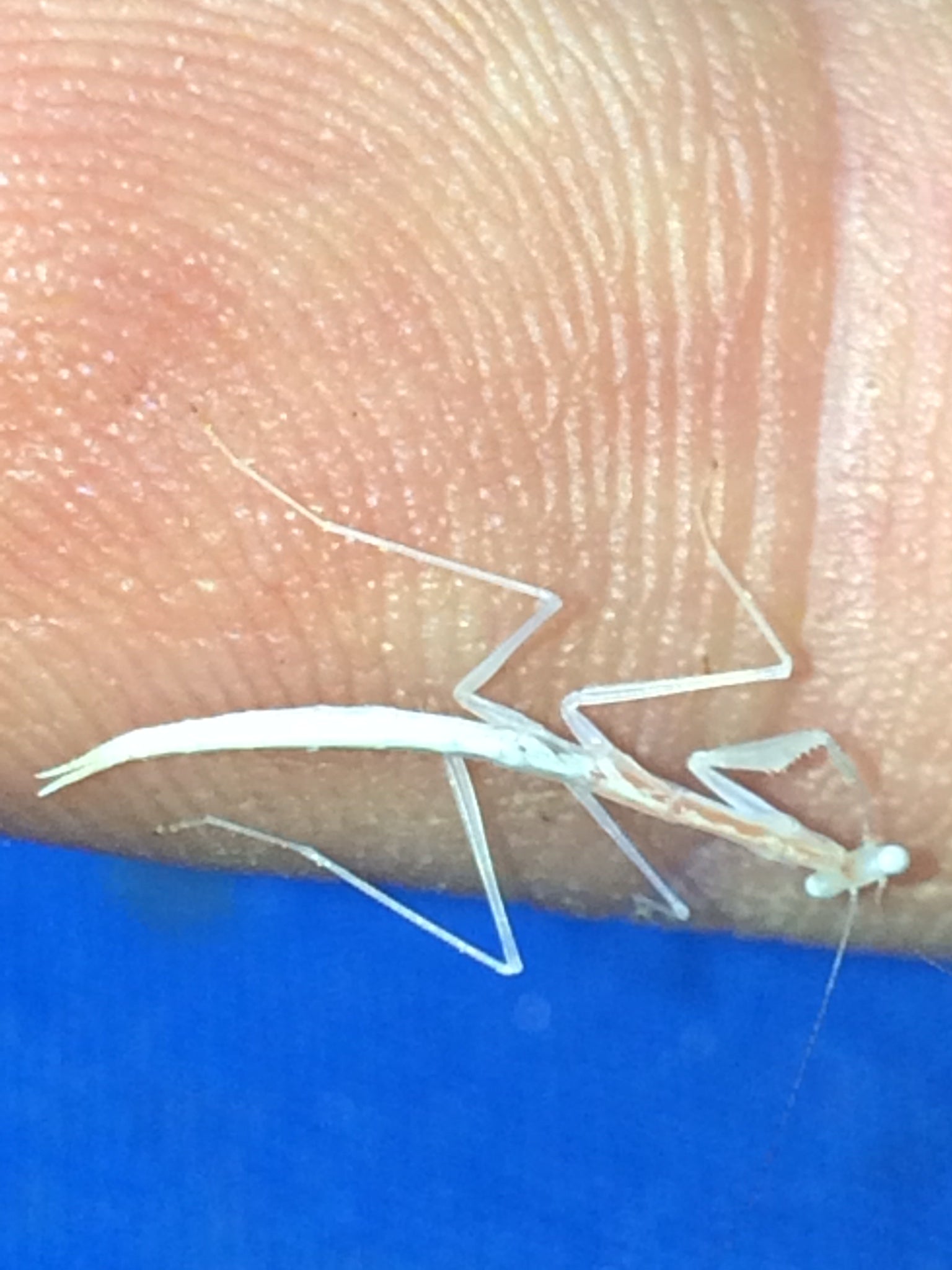 Sinomantis denticulata “Glass Mantis” - USMANTIS