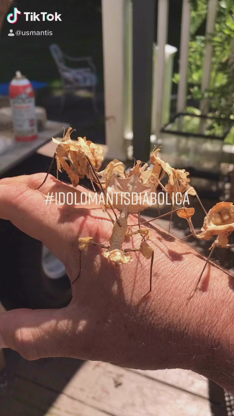 Idolomantis