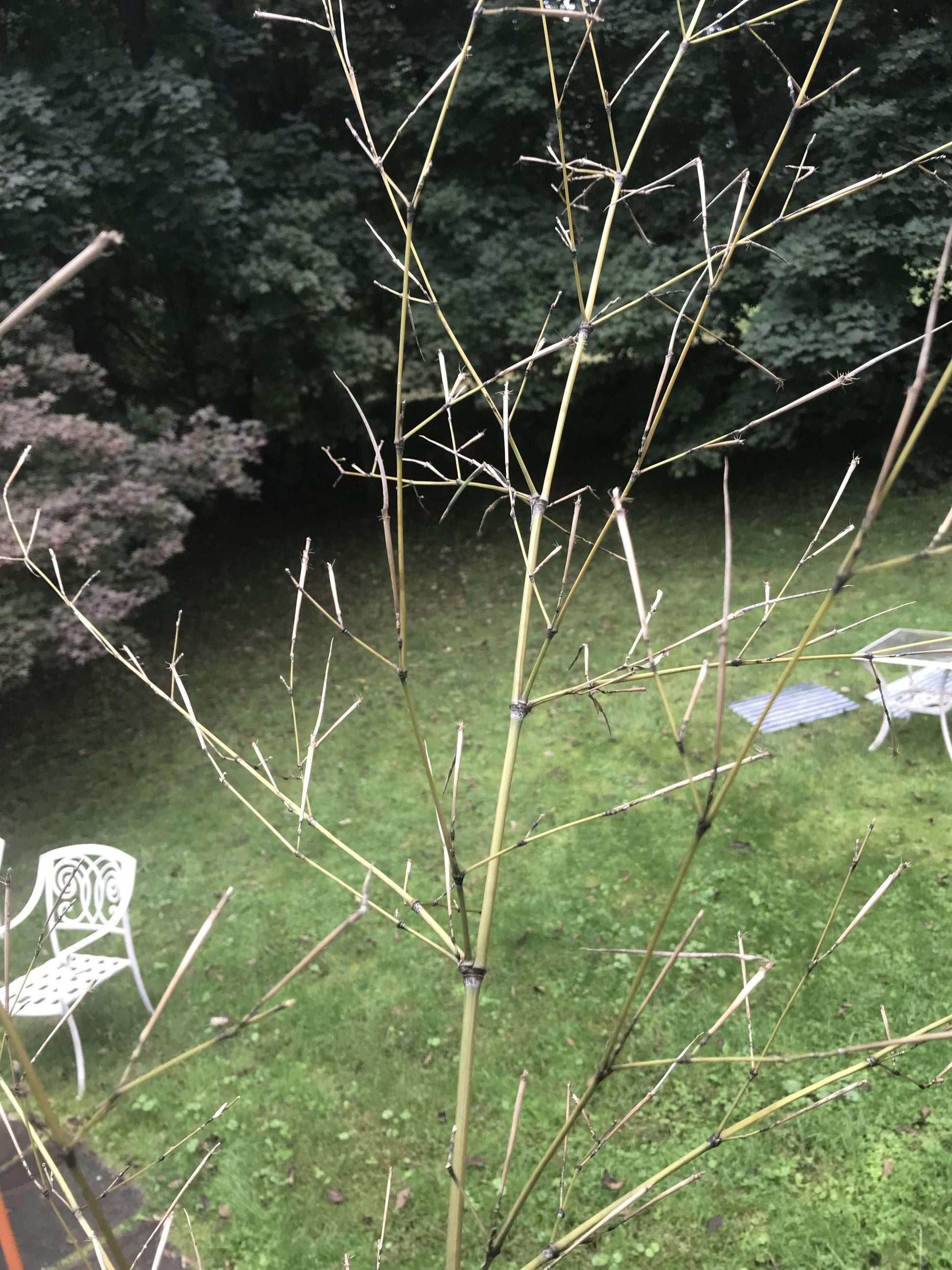 Bamboo Twigs Branches natural grown by us in the USA. Organic - USMANTIS