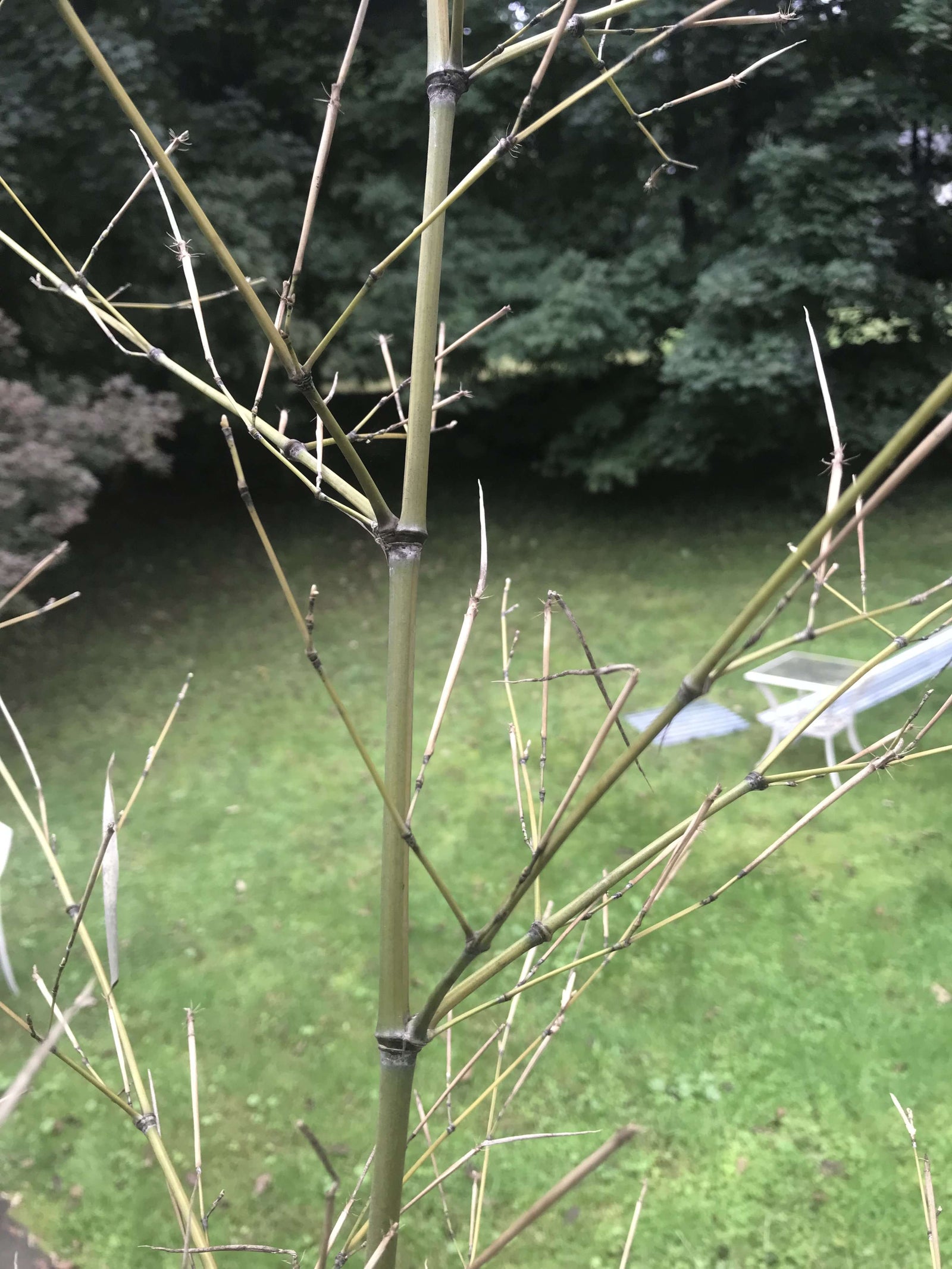 Bamboo Twigs Branches natural grown by us in the USA. Organic - USMANTIS