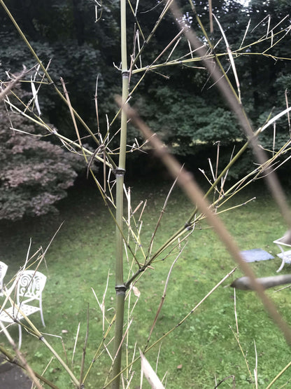 Bamboo Twigs Branches natural grown by us in the USA. Organic - USMANTIS