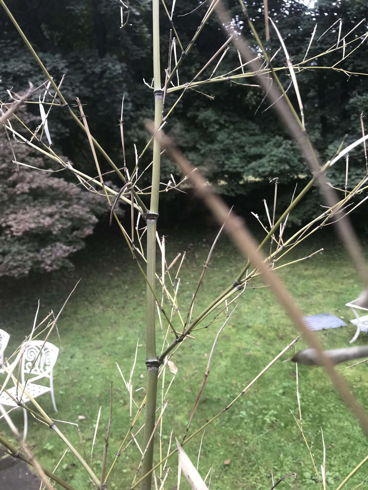 Bamboo Twigs Branches natural grown by us in the USA. Organic - USMANTIS