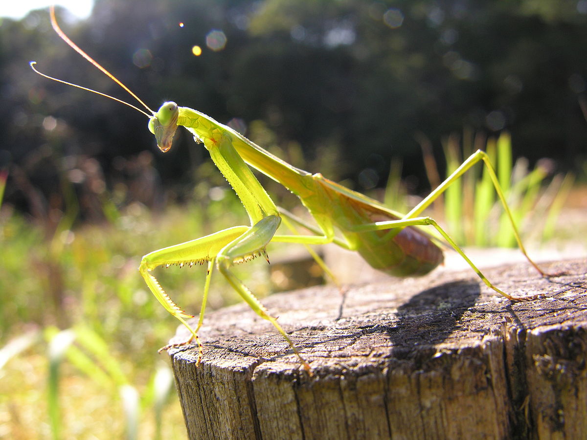 Tenodera angustipennis praying mantis - USMANTIS