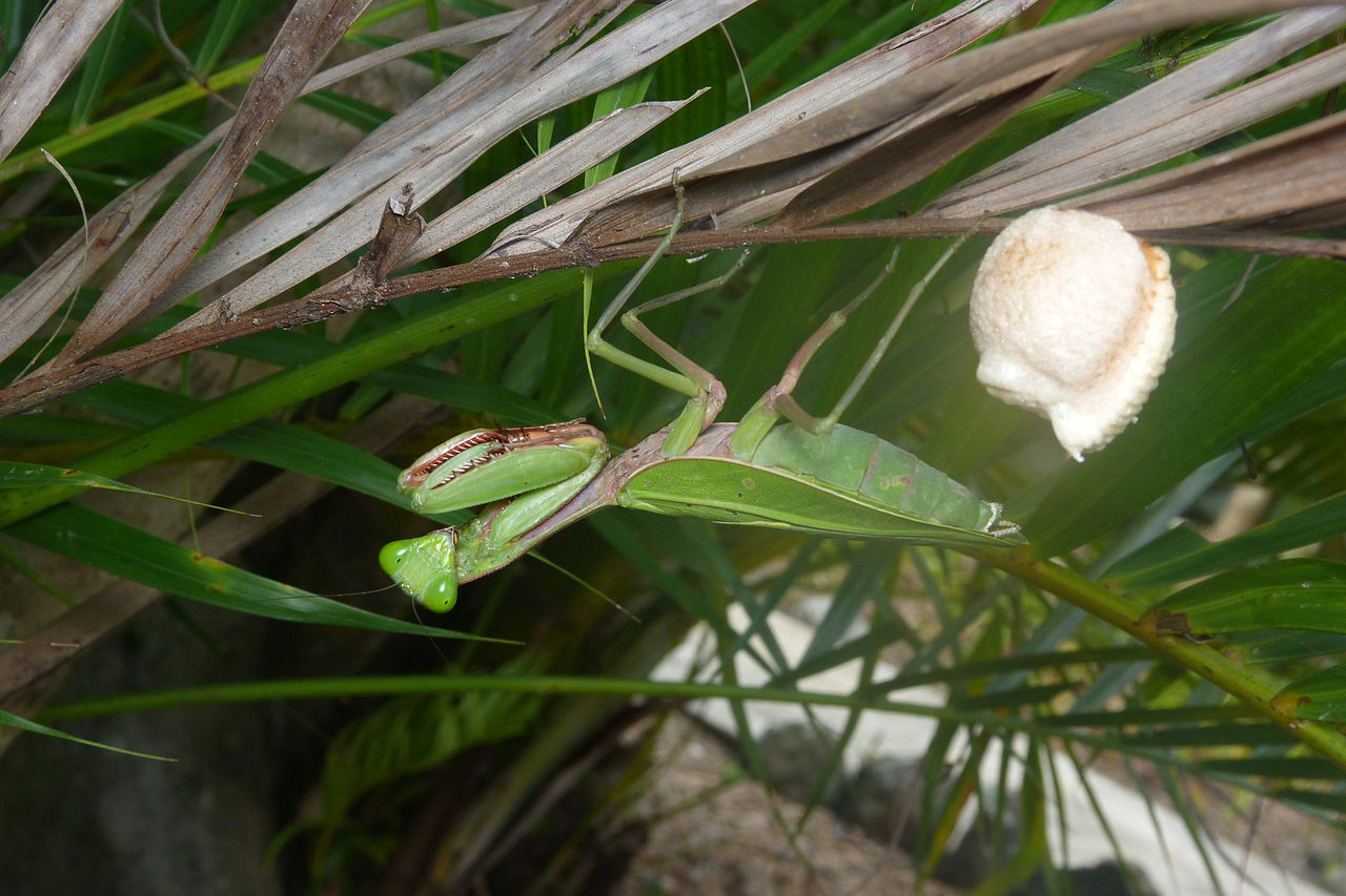 Hierodula majuscula - Mantis gigante de la selva australiana