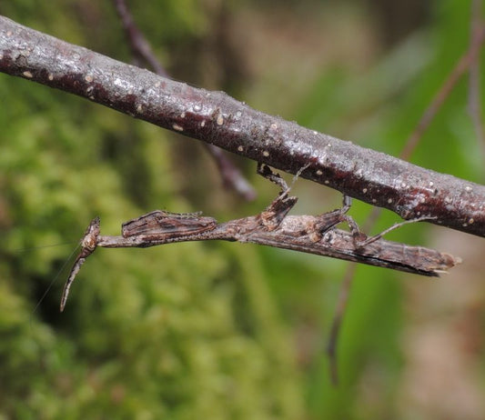 Phyllothelys breve - USMANTIS