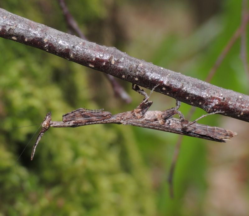 Phyllothelys breve - USMANTIS