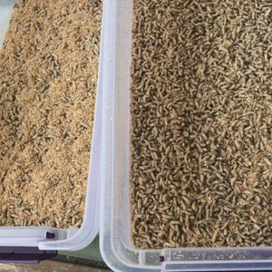 Blue bottle fly Spikes, Larvae, Grubs feeder flies. Bulk pupae