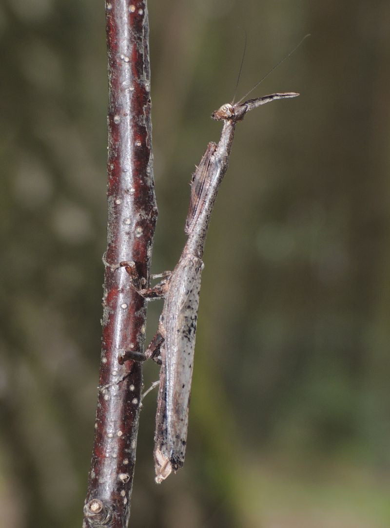 Phyllothelys breve - USMANTIS