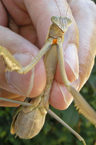 Tenodera angustipennis praying mantis - USMANTIS