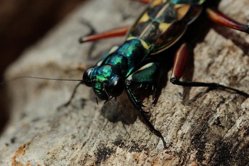 Metallyticus splendidus. Iridescent bark mantis - USMANTIS