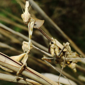 Gongylus gongylodes Violin mantis, Live Insects - USMantis.com