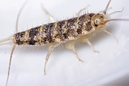 Firebrats. Thermobia feeder insects starter colonies - USMANTIS