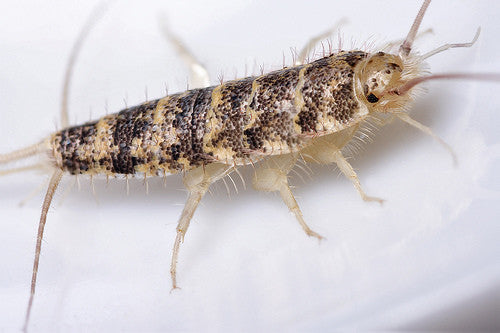 Firebrats. Thermobia feeder insects starter colonies - USMANTIS