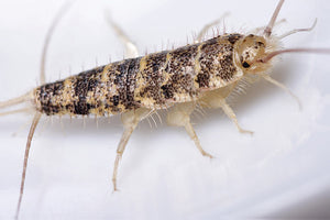 Firebrats. Thermobia feeder insects starter colonies, Feeder Insects - USMantis.com
