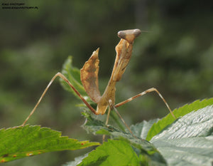 Pseudempusa pinnapavonis L6 Pairs, Live Insects - USMantis.com