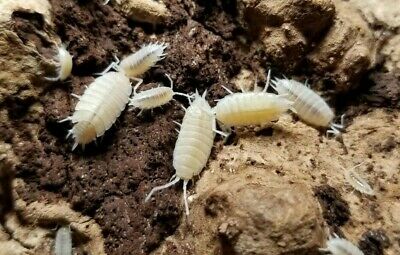 Powder White Isopods (Porcellinoides pruinosis) - USMANTIS