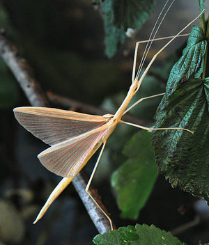 Sipyloidea sipylus Pink Wing Stick insect, Live Insects - USMantis.com