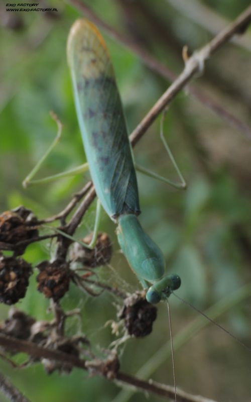 Prohierodula laticolis - Blue velvet mantis - USMANTIS