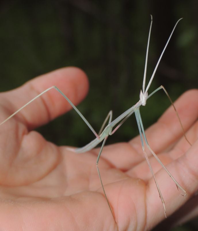 Schizocephala bicornis - Indian Stick Mantis - USMANTIS
