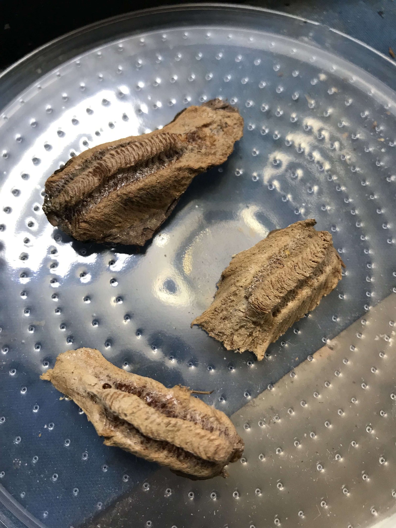 Carolina Mantis Ooths, Stagmomantis carolina - USMANTIS