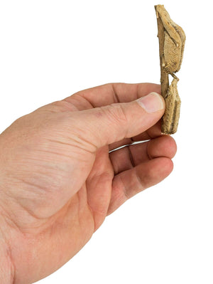carolina_mantis_ooths_(stagmomantis_carolina)