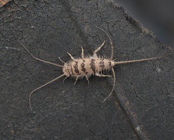 Firebrats. Thermobia feeder insects starter colonies - USMANTIS