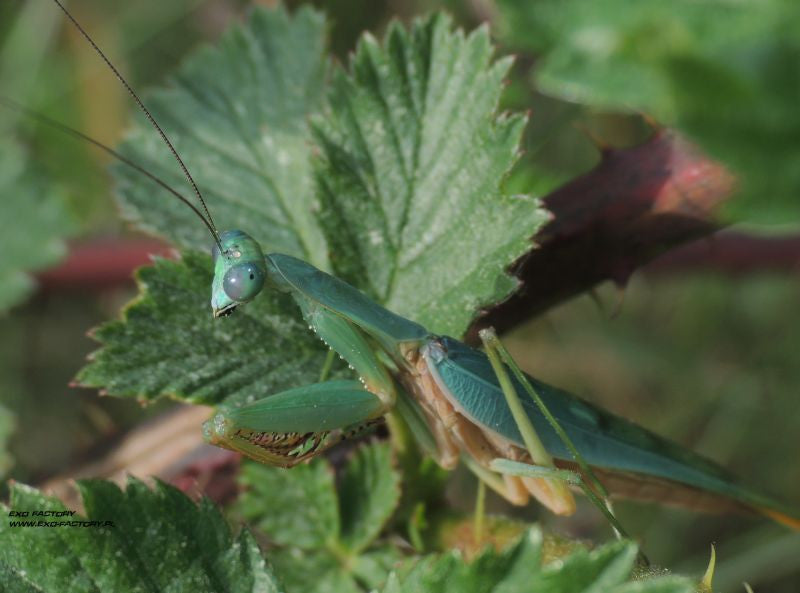 Prohierodula laticolis - Blue velvet mantis - USMANTIS